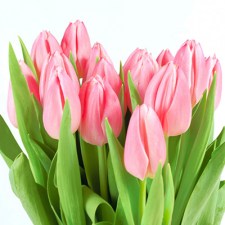 ruzove tulipany